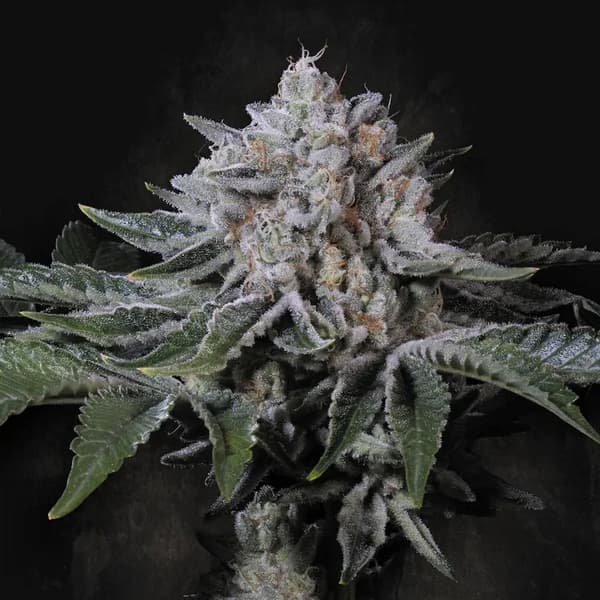 Peach Frosting > Paradise Seeds | Feminized Cannabis   |  Hybrid